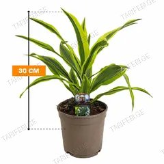 დრაცენა fragrans Lemon Lime 30 სმ
