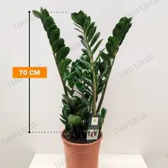 ზამიოკულკასი Zamioculcas 70 სმ