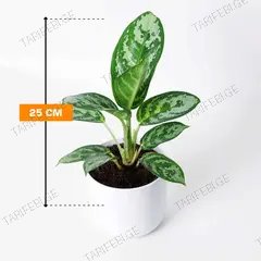 აგლაონემა Aglaonema Amazon Silver 25 სმ