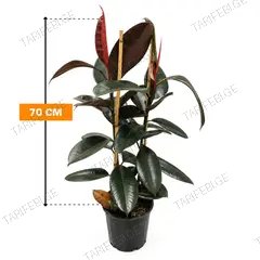 ფიკუსი Ficus Elastica Bali 2PP 70 სმ