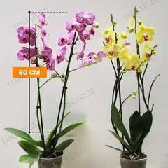 ორქიდეა Phalaenopsis 2 Spike 60 სმ