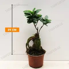 ფიკუსი FICUS MICROCARPA GINSENG 25 სმ