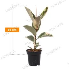 ფიკუსი Ficus El Tineke 1PP 55 სმ