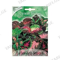 კოლეუსის თესლი Coleus Arcobaleno in MIX FI526-MAXIFlor