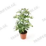 შეფლერა flower P12
