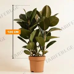 ფიკუსი FICUS ELASTICA ROBUSTA MATERNAL 120 სმ