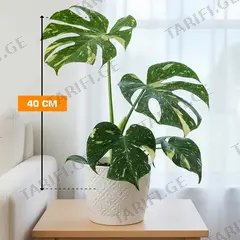 მონსტერა Monstera deliciosa Thai Constellation 40 სმ