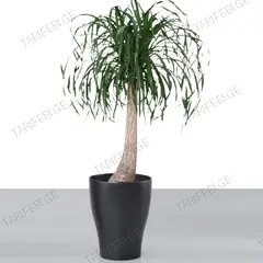 ქოთანი კერამიკული ყვავილის Scheurich 608/40 PLANTER ANTHRAZIT