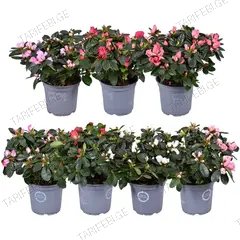 როდოდენდრონი Rhododendron Simssi 15 სმ