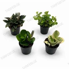 პეპერომია Peperomia mixed 6 სმ