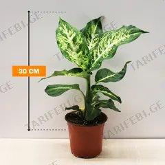 დიფენბახია Mars 30 სმ