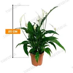 სპატიფილუმი Spathiphyllum Chopin  Air So Pure 20 სმ