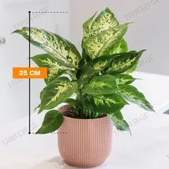 დიფენბახია Dieffenbachia Camilla Compacta 35 სმ