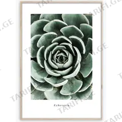 სურათი ჩარჩოში Styler Echeveria BR007 50X70 სმ