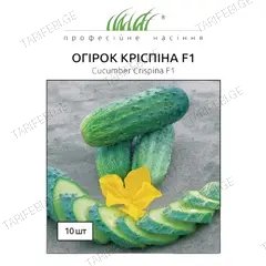 კიტრის თესლი Elitsort Seeds Crispina F1 10 ც