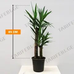 იუკა Yucca 2PP 85 cm