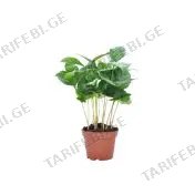 ყავის მცენარე flower P7