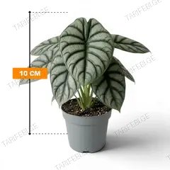 ალოკაზია Alocasia Luxe Beginda mix 10 სმ