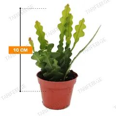 ეპიფილუმი Epiphyllum anguliger 10 სმ