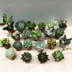 სუკულენტი Succulenten several mix 505/8