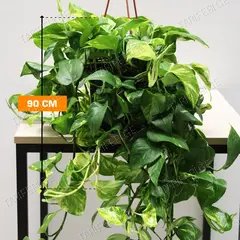 ეპიპრემნუმ Epipremnum hanging 90 SM