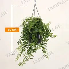 ესხინანტუსი Aeschynanthus Twister 50 სმ