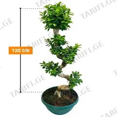 ფიკუსი Microcarpa S Shape 130 სმ