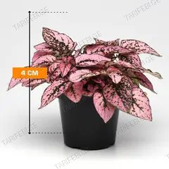 ჰიპოესტეს Hypoestes 4 სმ