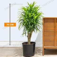 დრაცენა Dracaena Reflexa Anita 70 სმ