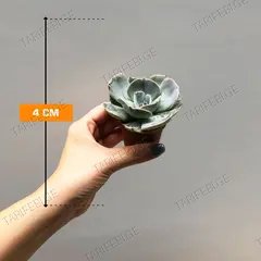 ეხევერია Echeveria gibbiflora pelucida 505/8