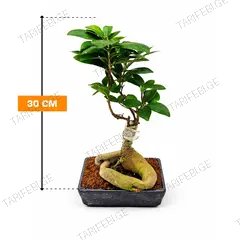 ფიკუსი Microcarpa Gingseng 30 სმ