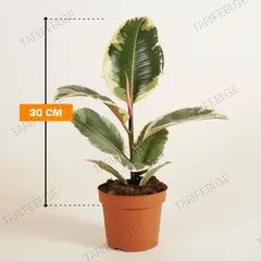 ფიკუსი Ficus El Tineke 30 სმ