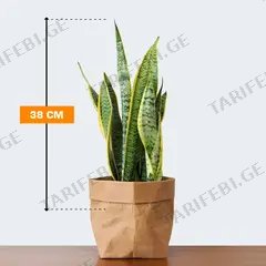 სანსევიერია Sansevieria Laurentii 38 სმ