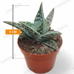 ალოე Aloe variegata 2 სმ