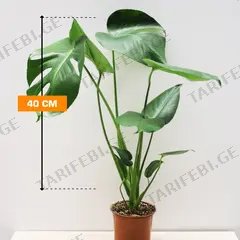 მონსტერა Monstera deliciosa 40 სმ