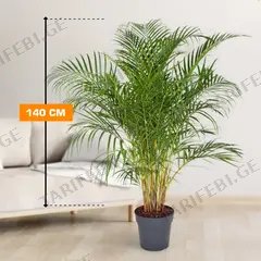 დიფსისი DYPSIS LUTESCENS ARECA