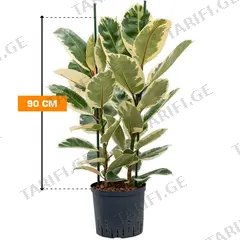 ფიკუსი FICUS ELASTICA TINEKE 2 PP 90 სმ