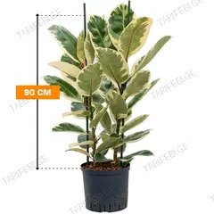 ფიკუსი FICUS ELASTICA TINEKE 2 PP 90 სმ