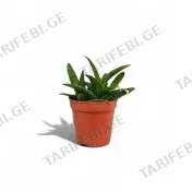 ჰავორტია flower P5.5