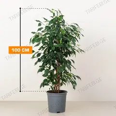 ფიკუსი Ficus Ben Reginald 100 სმ