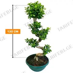 ფიკუსი Microcarpa S Shape 130 სმ