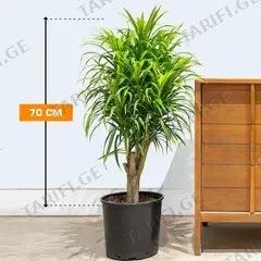 დრაცენა Dracaena Reflexa Anita 70 სმ