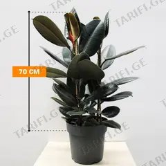 ფიკუსი Ficus Abidjan 27/90