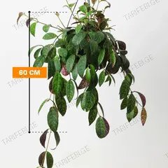 ესხინანტუსი Aeschynanthus marmoratus 60 სმ