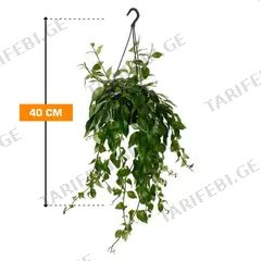 ესხინანტუსი Aeschynanthus Caro Improved 40 სმ