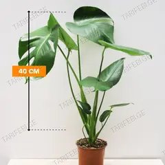 მონსტერა Monstera deliciosa 40 სმ