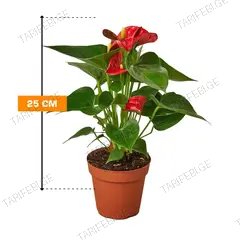 ანტურიუმი Andreanum Grp Arisa Red 25 სმ