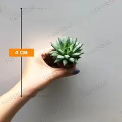ეხევერია Echeveria x hookeri 505/8