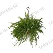 გვიმრა Nephrolepis flower 12 CM