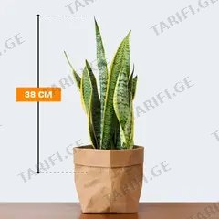 სანსევიერია Sansevieria Laurentii 38 სმ